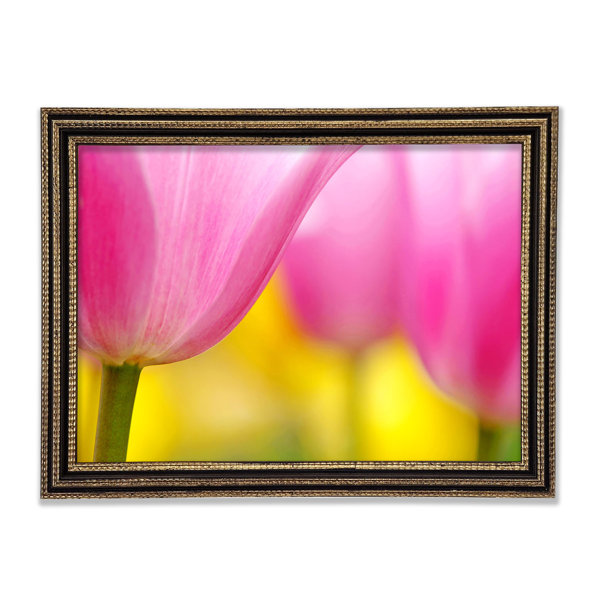 Ebern Designs Close Up Soft Heaven Tulpe Einzelner Bilderrahmen